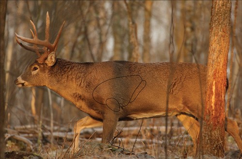 Birchwood Casey 37481 EZE-Scorer Whitetail Deer Paper Hanging 23″ x 35″ Multi-Color 2 Per Pkg