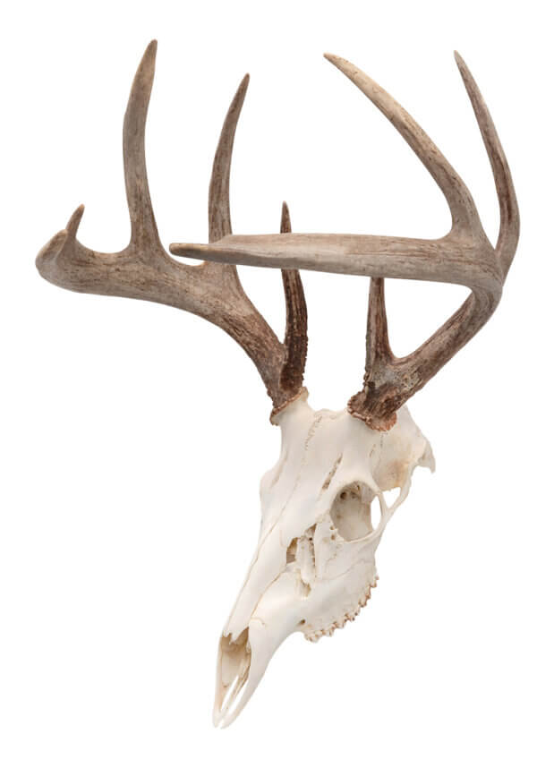 Allen 7222 EZ Mount Skull Peg Wall Mount Small/Mid-Size Game Black Steel Includes Mounting Hardware
