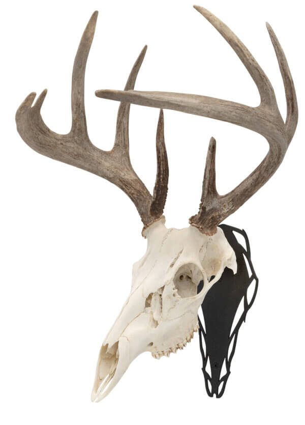 Allen 7233 EZ Mount Silhouette Skull Peg Wall Mount Small/Mid-Size Game Black Steel Includes Mounting Hardware