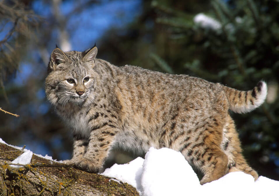 Indiana hunter with rifle aiming in wooded area during bobcat season, showcasing firearm hunting excitement