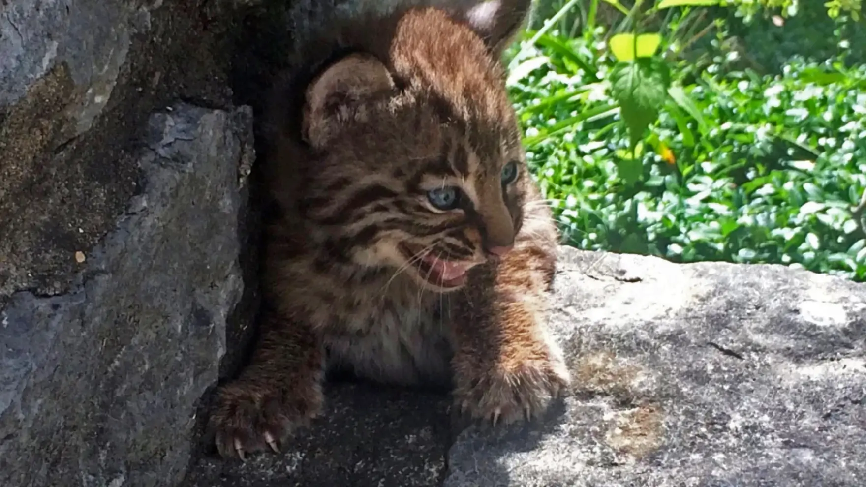Majestic bobcat prowling through Indiana forest undergrowth, highlighting the thriving population