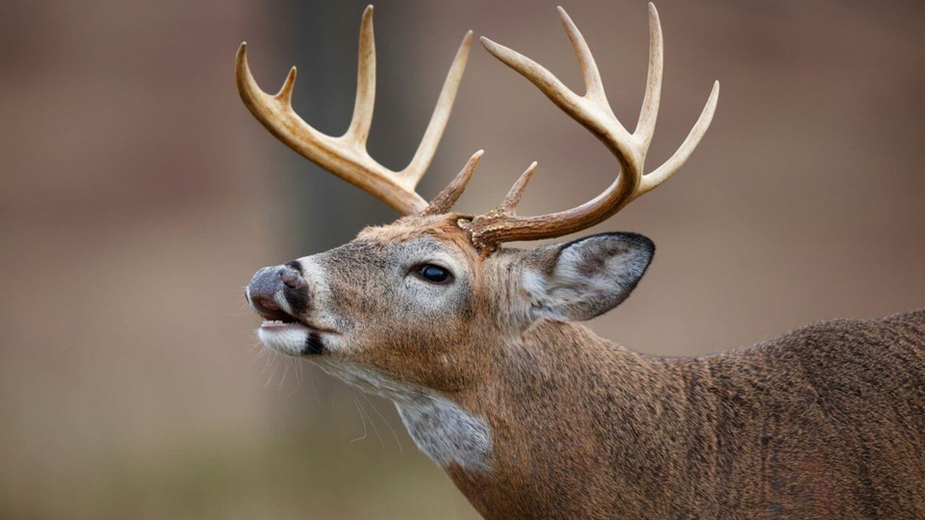 Hunter in camouflage submitting a deer head sample for CWD testing at a check station.