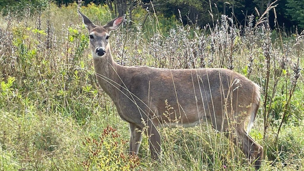 Group of young Ohio hunters posing with harvested deer after youth gun season, rifles safely holstered