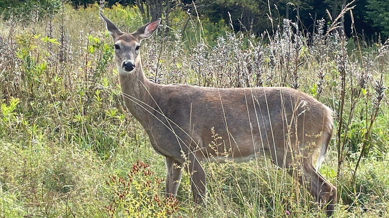 Group of young Ohio hunters posing with harvested deer after youth gun season, rifles safely holstered