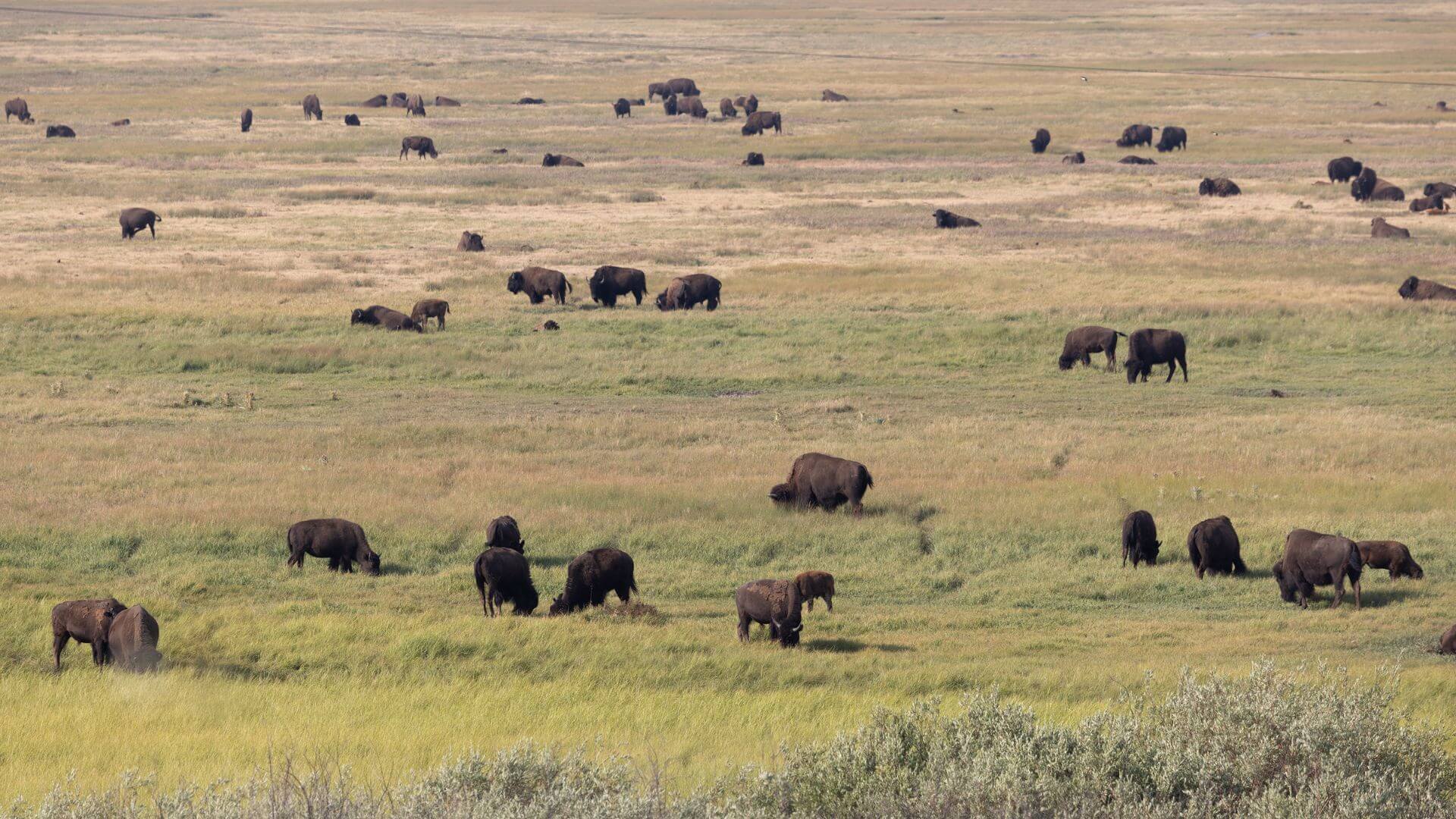 Majestic wild bison herd roaming the snowy plains of Hunt Area 2 in Wyoming, with distant mountains under a clear blue sky.