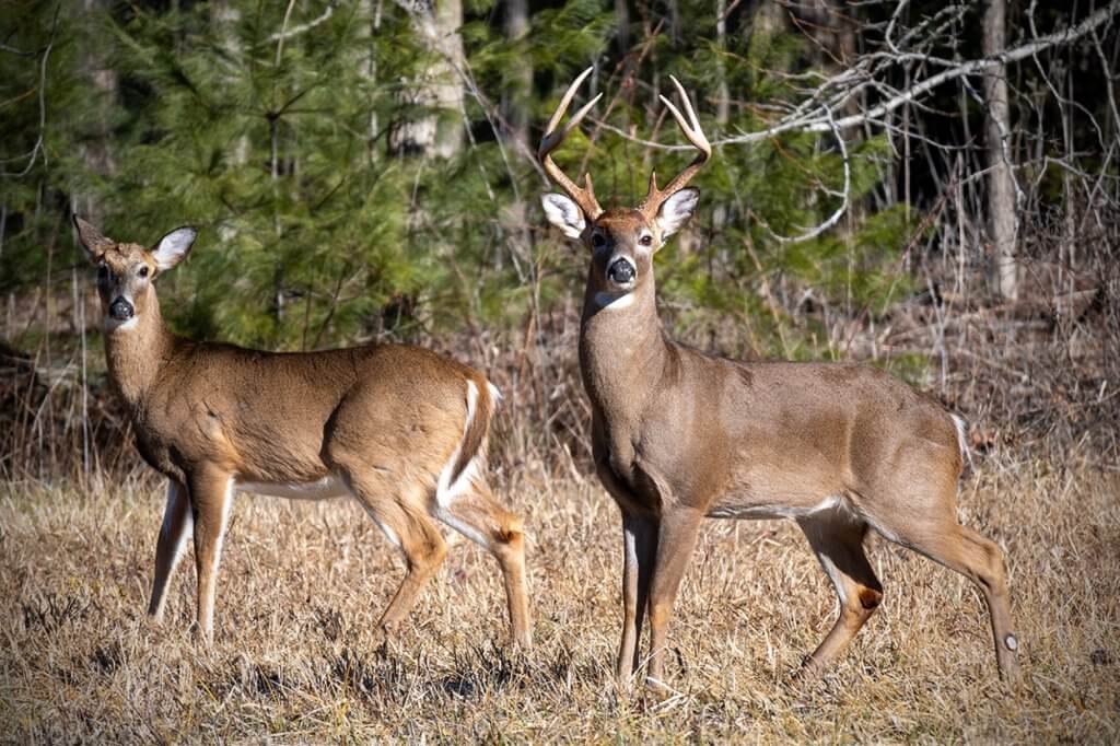 Rifles allowed for deer hunting in Goodhue County starting this fall